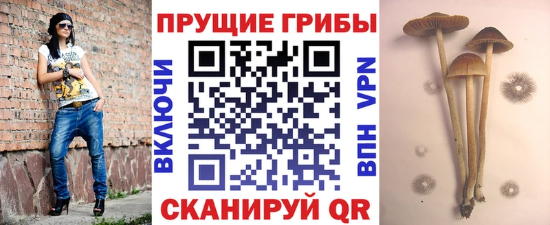 где купить   Кольчугино  Галлюциногенные грибы GOLDEN TEACHER 